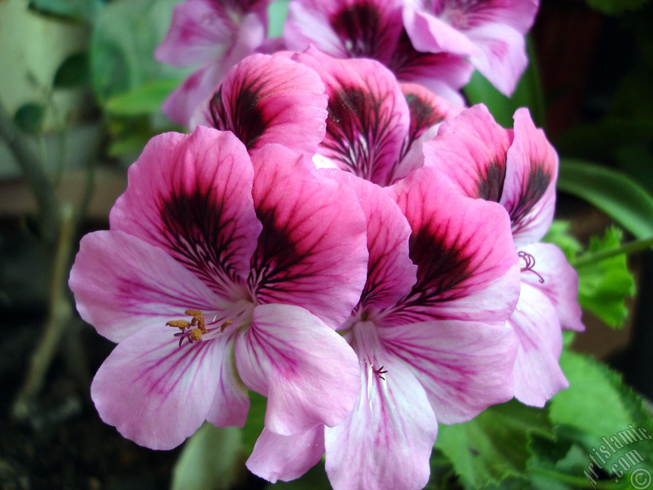 Dark pink mottled Pelargonia -Geranium- flower.
