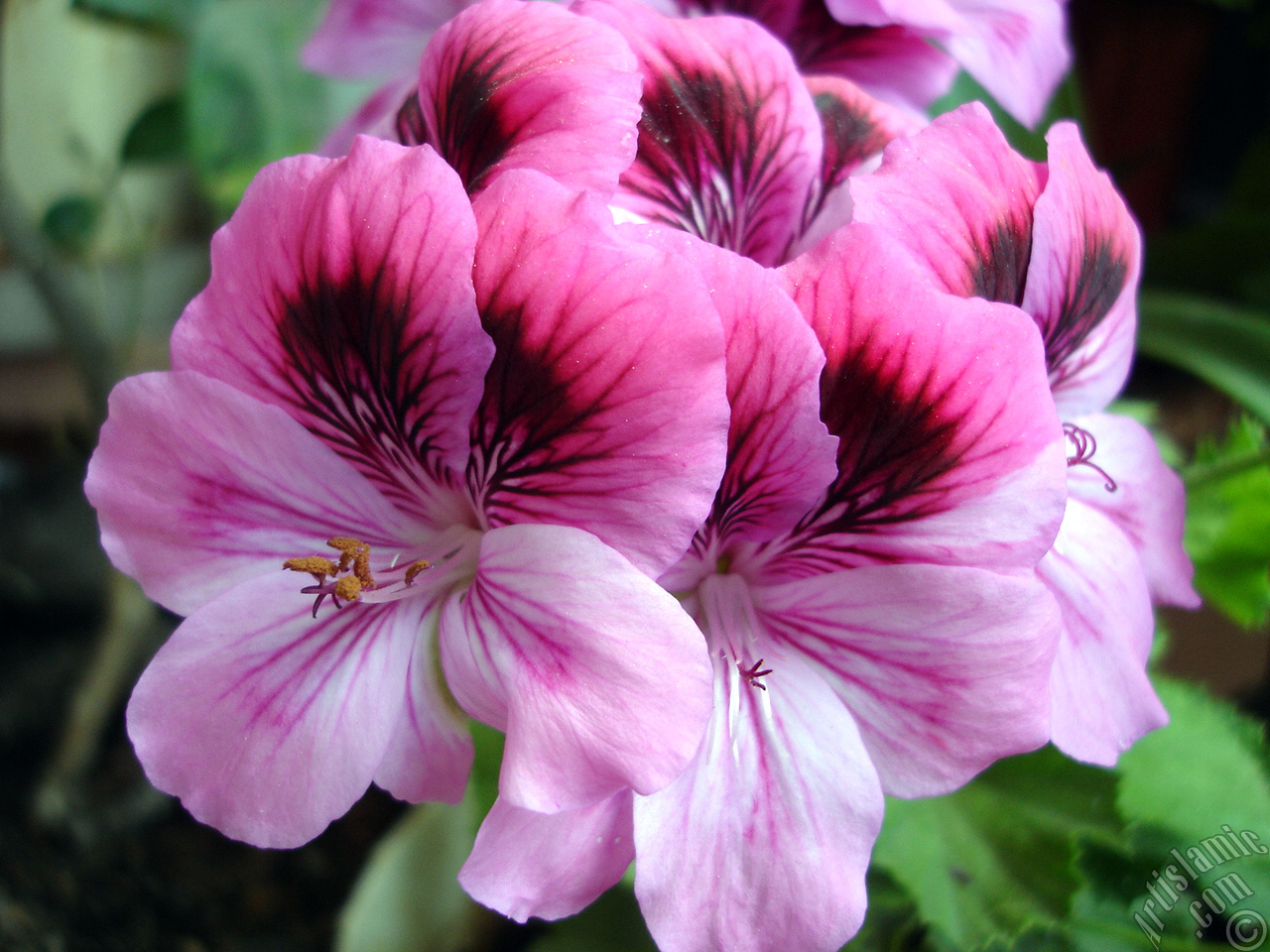 Dark pink mottled Pelargonia -Geranium- flower.
