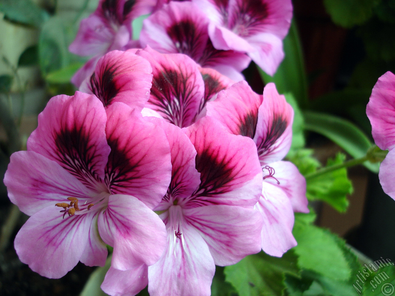 Dark pink mottled Pelargonia -Geranium- flower.
