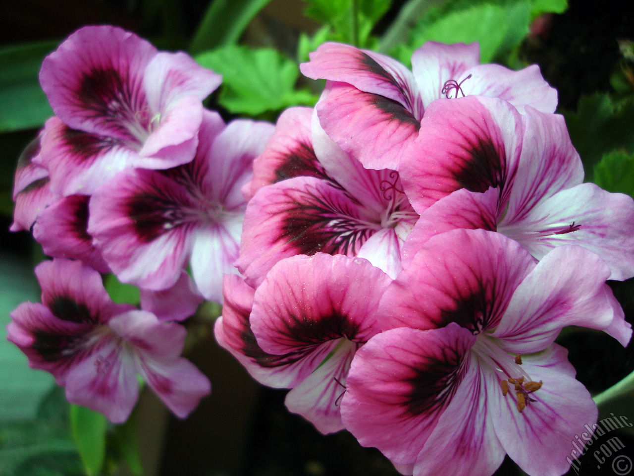 Dark pink mottled Pelargonia -Geranium- flower.
