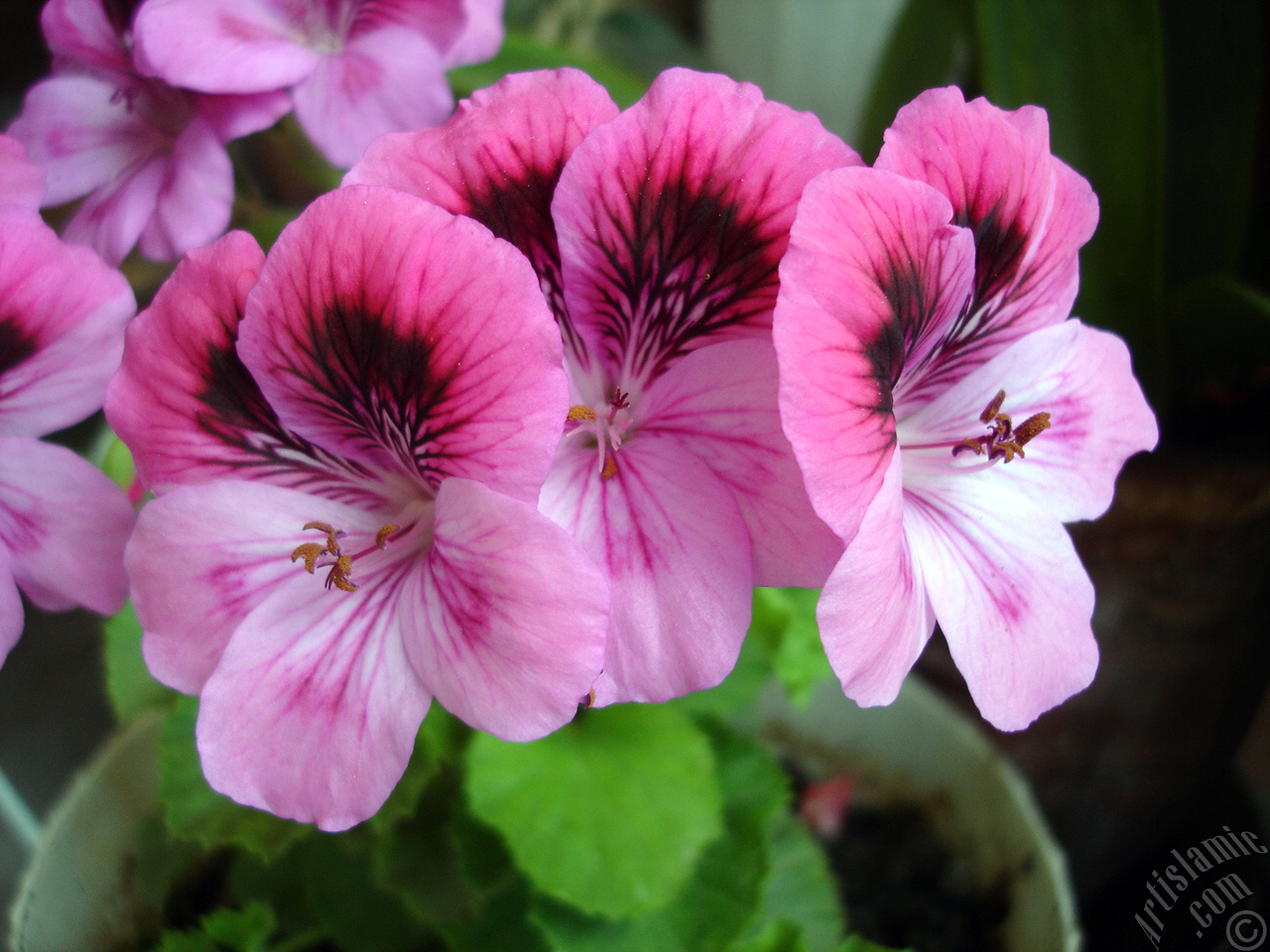 Dark pink mottled Pelargonia -Geranium- flower.
