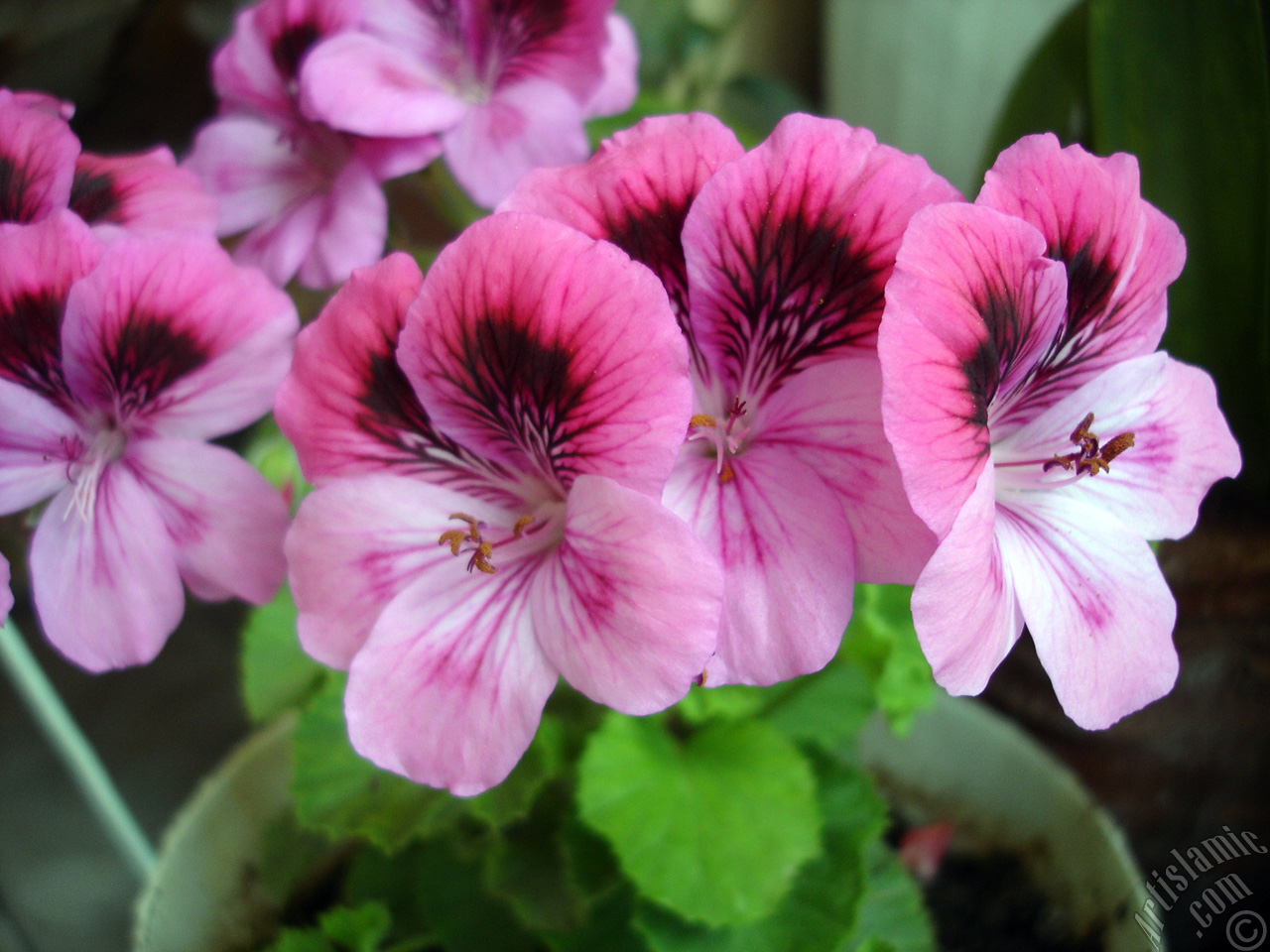 Dark pink mottled Pelargonia -Geranium- flower.
