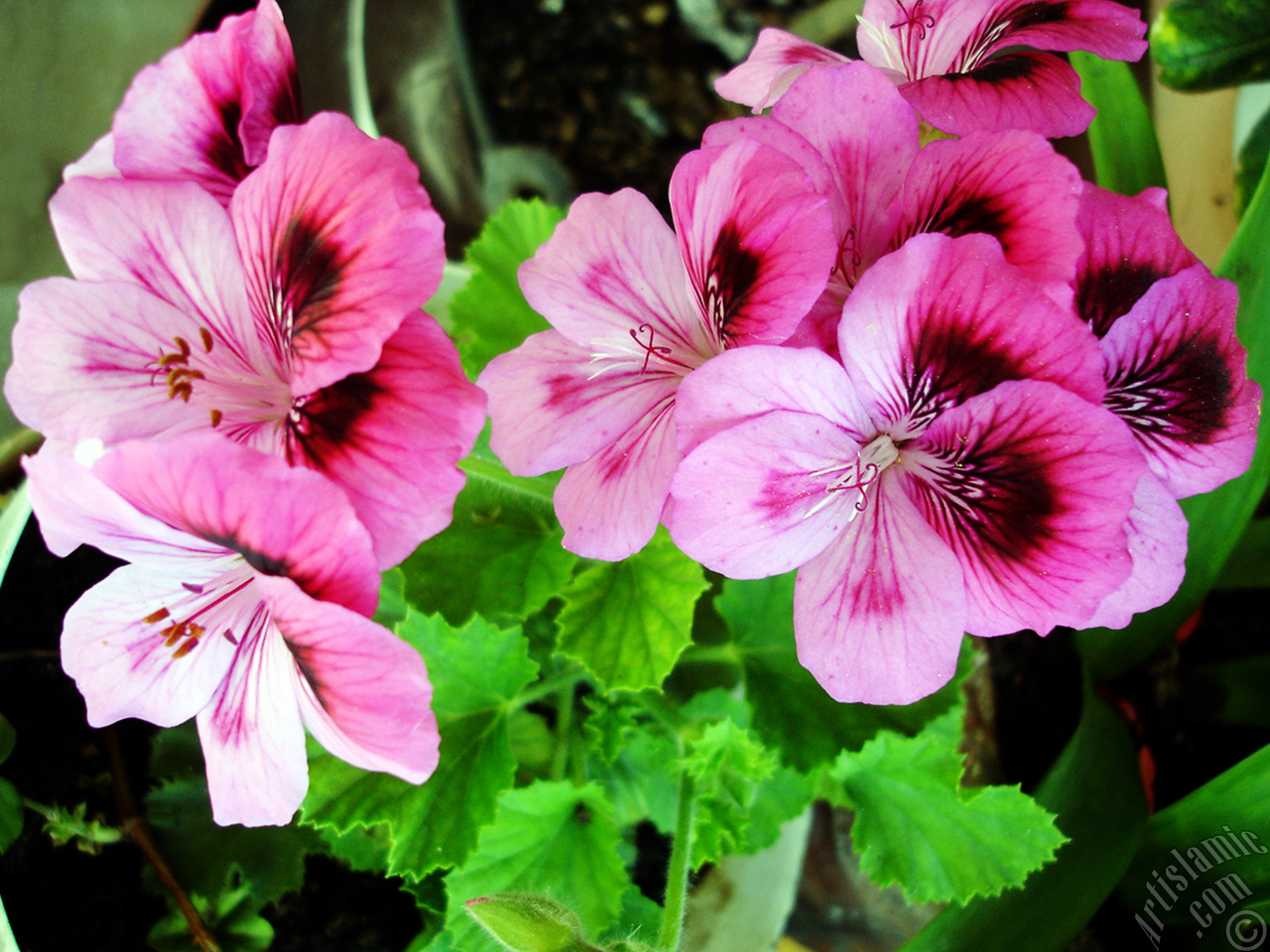 Dark pink mottled Pelargonia -Geranium- flower.
