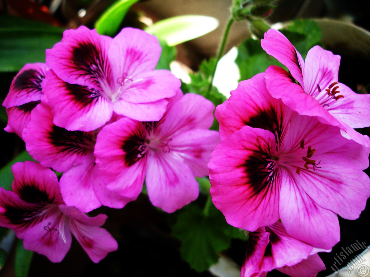 Dark pink mottled Pelargonia -Geranium- flower.
