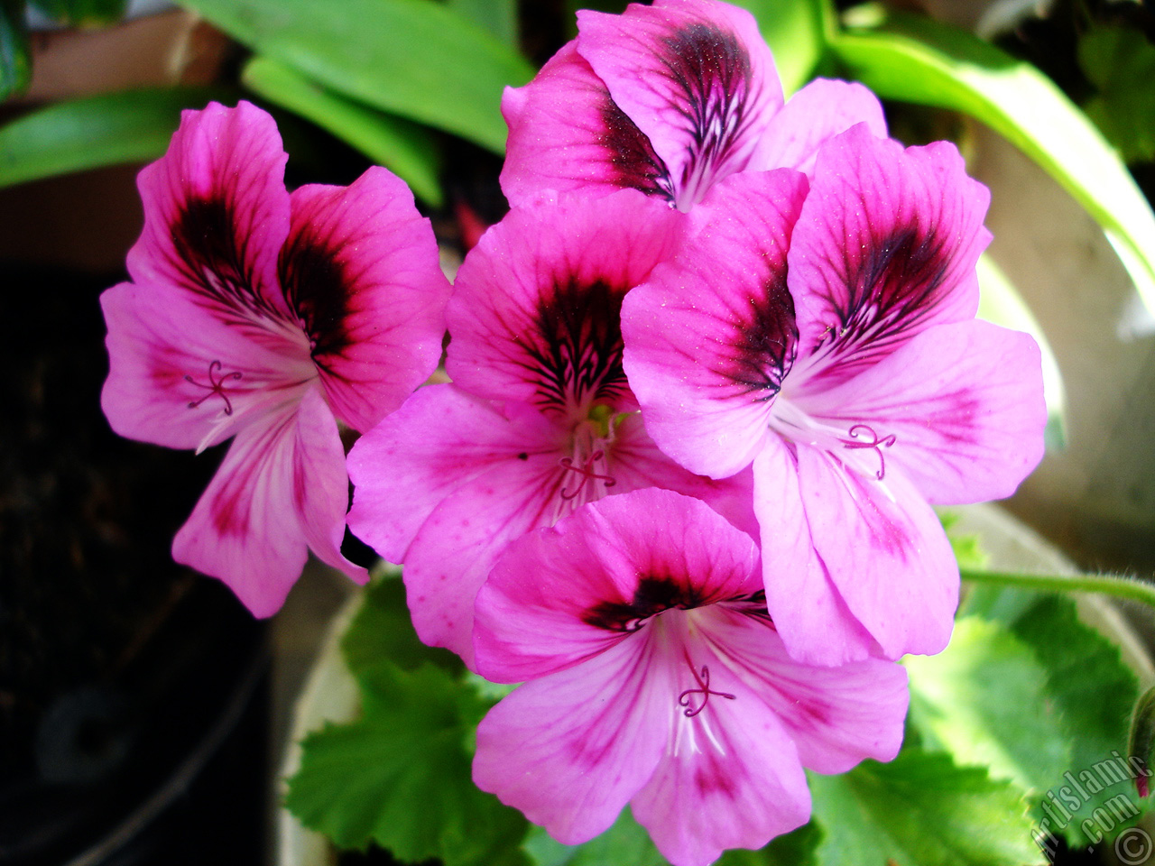 Dark pink mottled Pelargonia -Geranium- flower.
