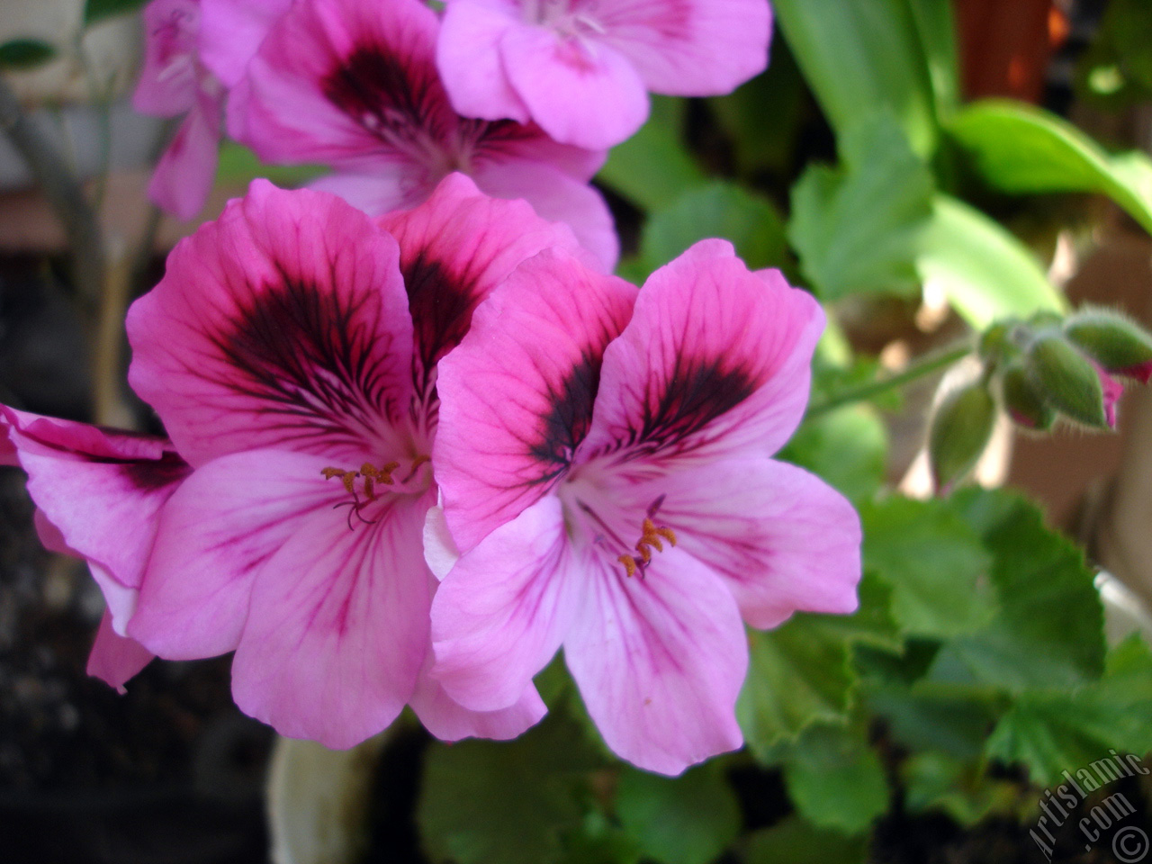 Dark pink mottled Pelargonia -Geranium- flower.
