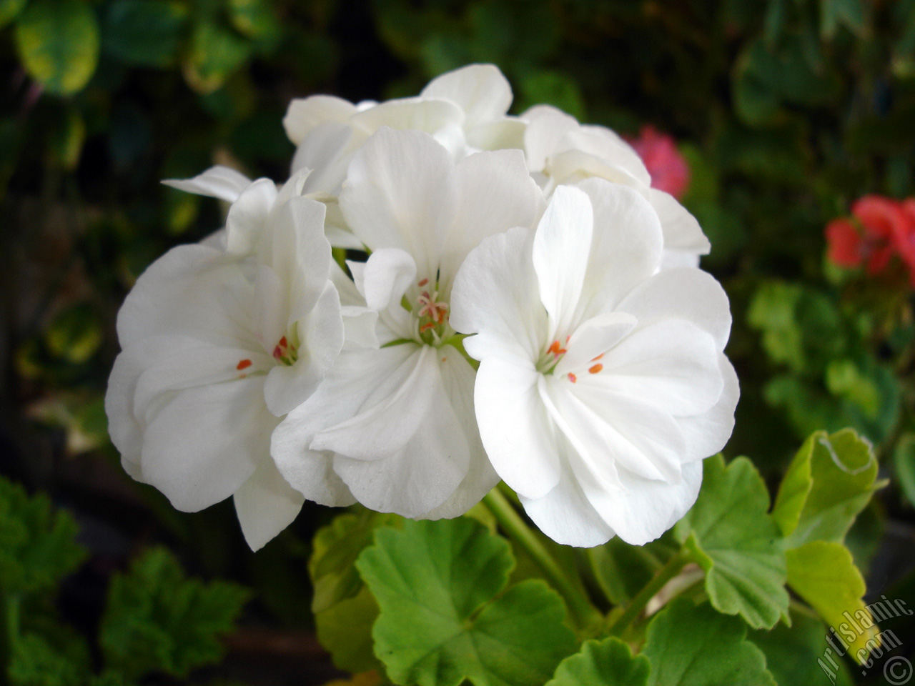 White color Pelargonia -Geranium- flower.
