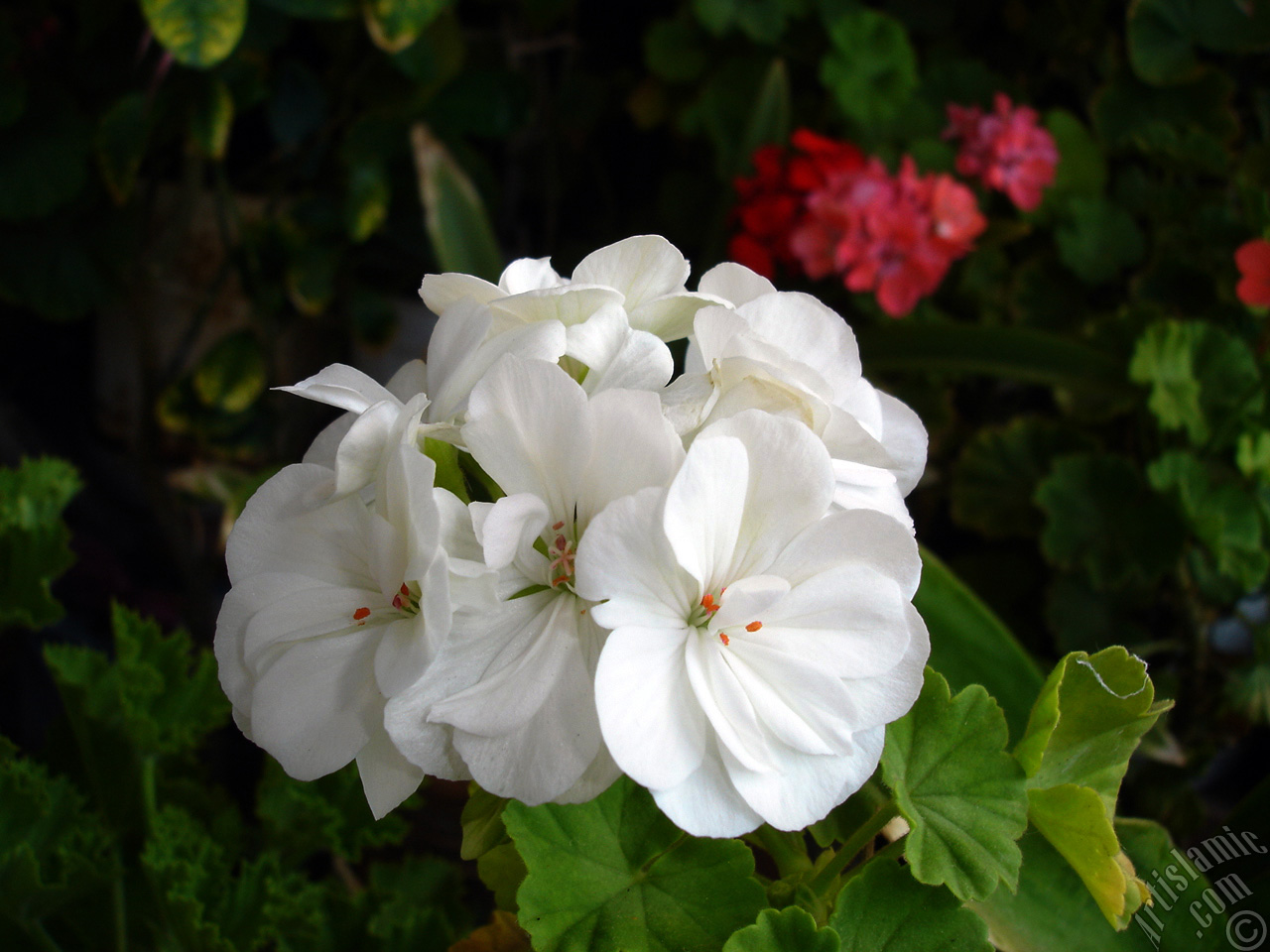 White color Pelargonia -Geranium- flower.
