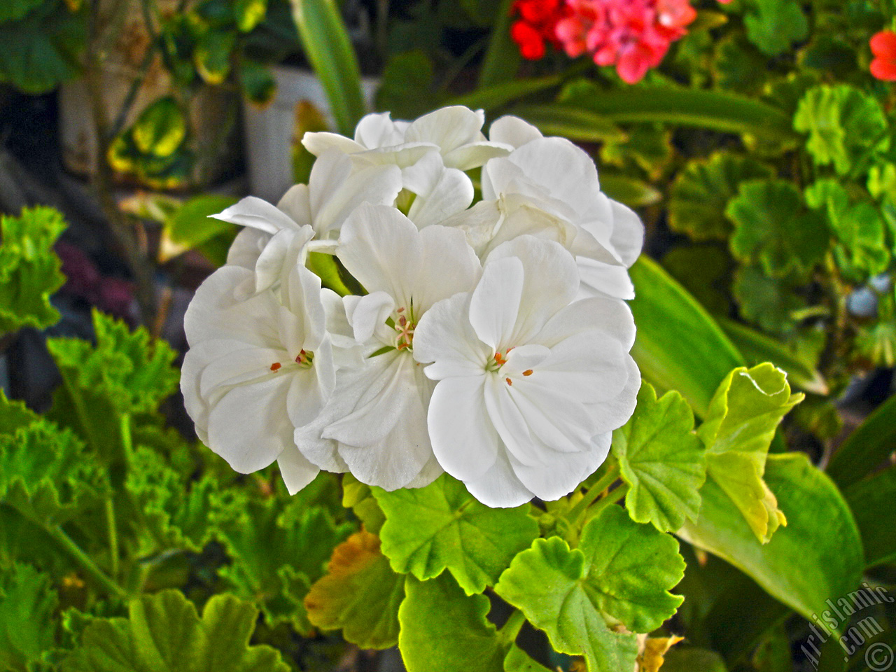 White color Pelargonia -Geranium- flower.

