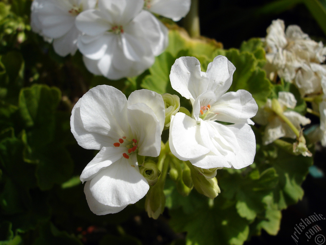 White color Pelargonia -Geranium- flower.

