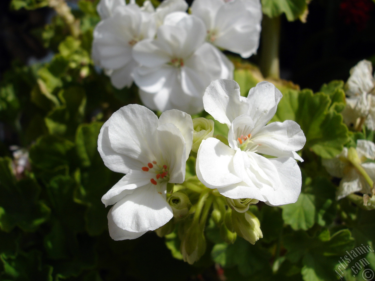 White color Pelargonia -Geranium- flower.
