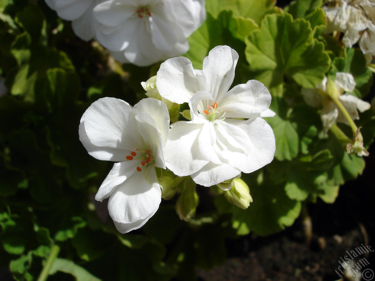 White color Pelargonia -Geranium- flower.
