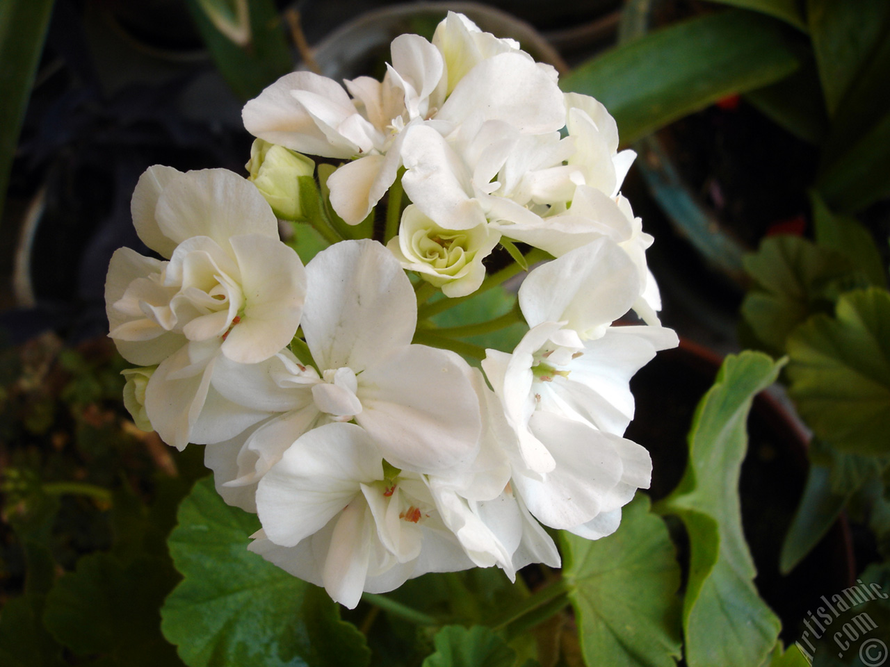 White color Pelargonia -Geranium- flower.
