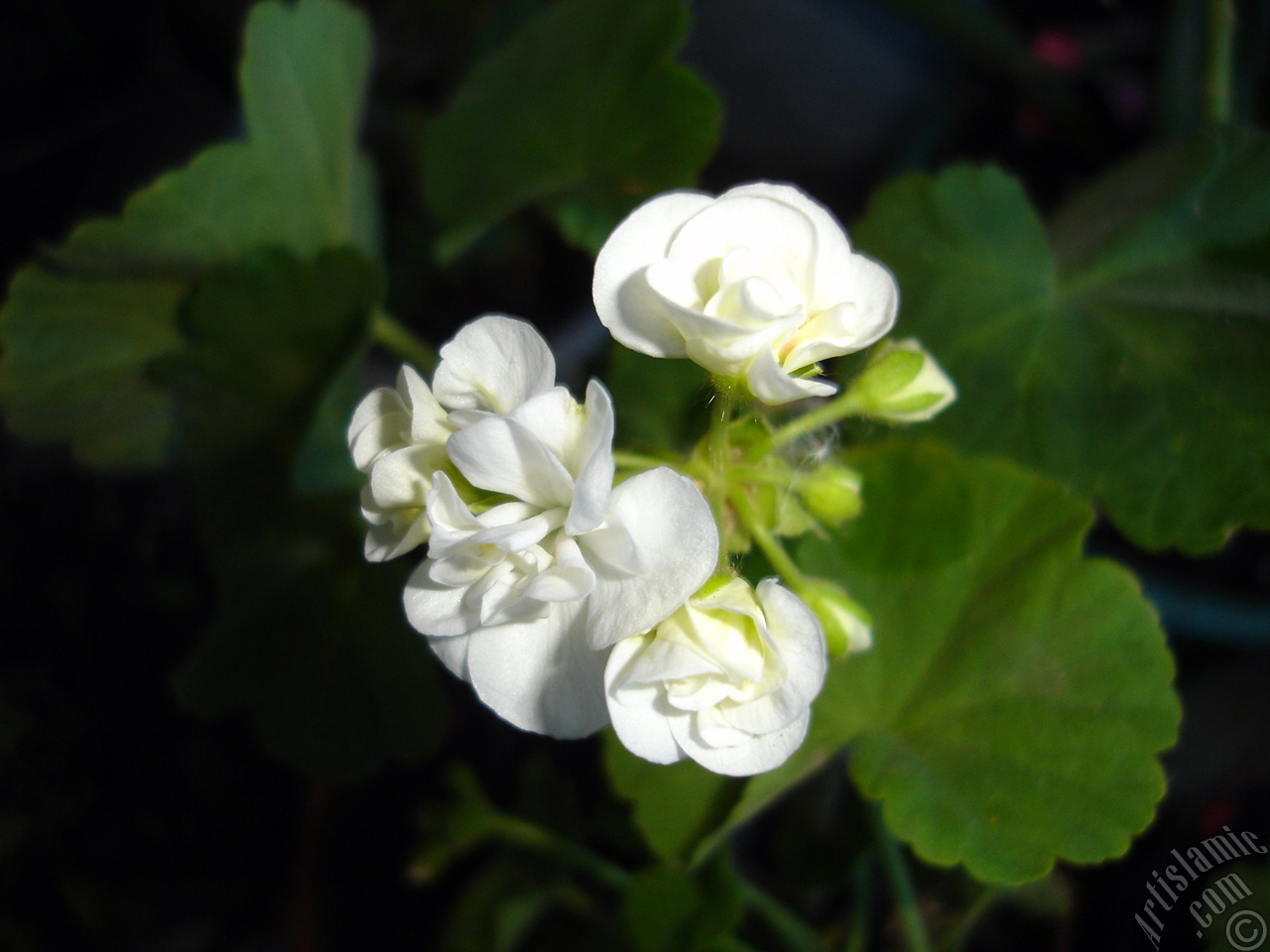 White color Pelargonia -Geranium- flower.
