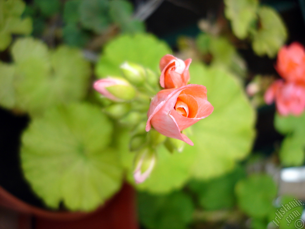 Newly coming out pink color Pelargonia -Geranium- flower.
