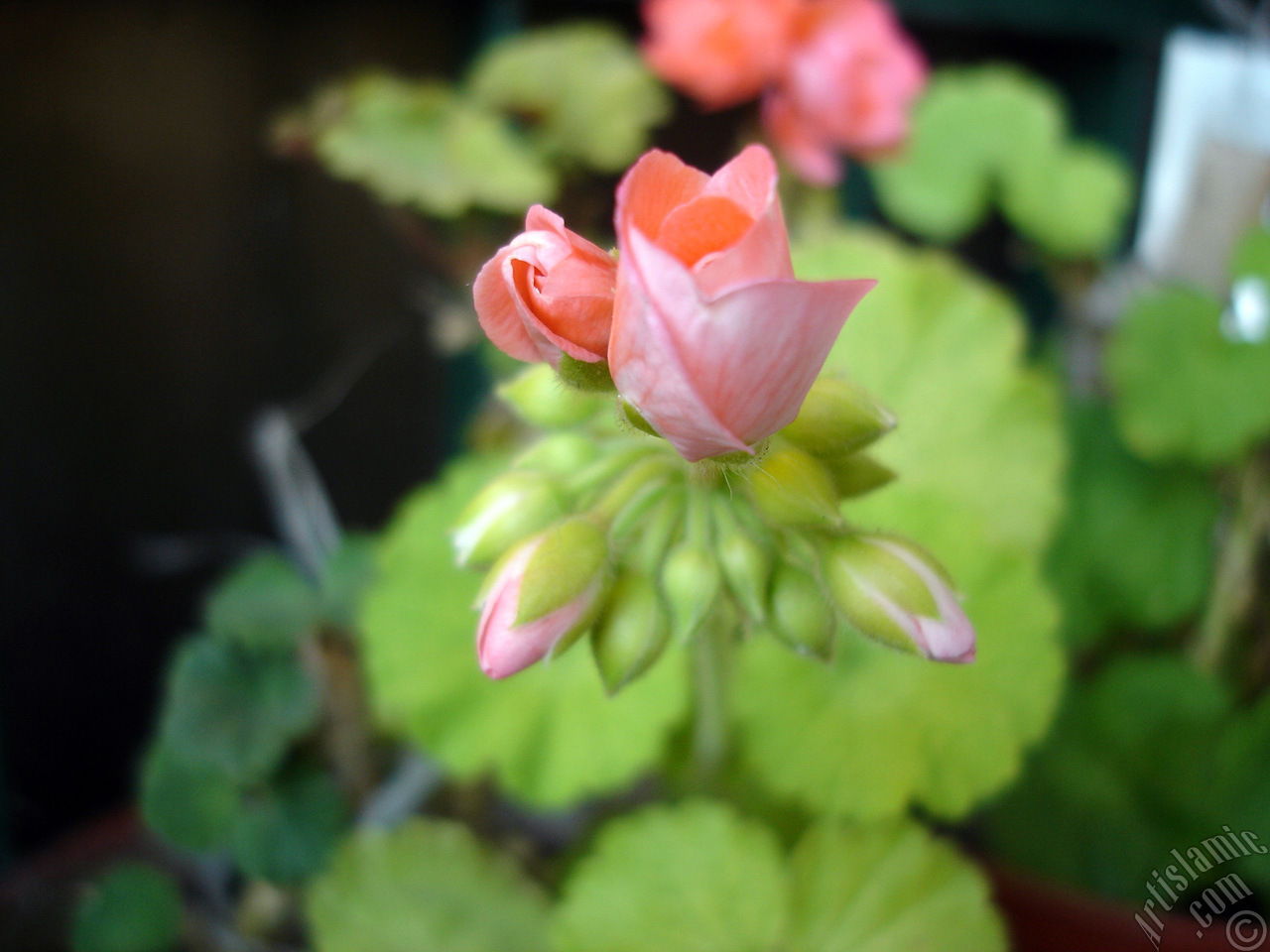 Newly coming out pink color Pelargonia -Geranium- flower.

