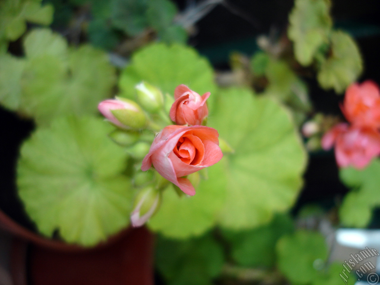Newly coming out pink color Pelargonia -Geranium- flower.
