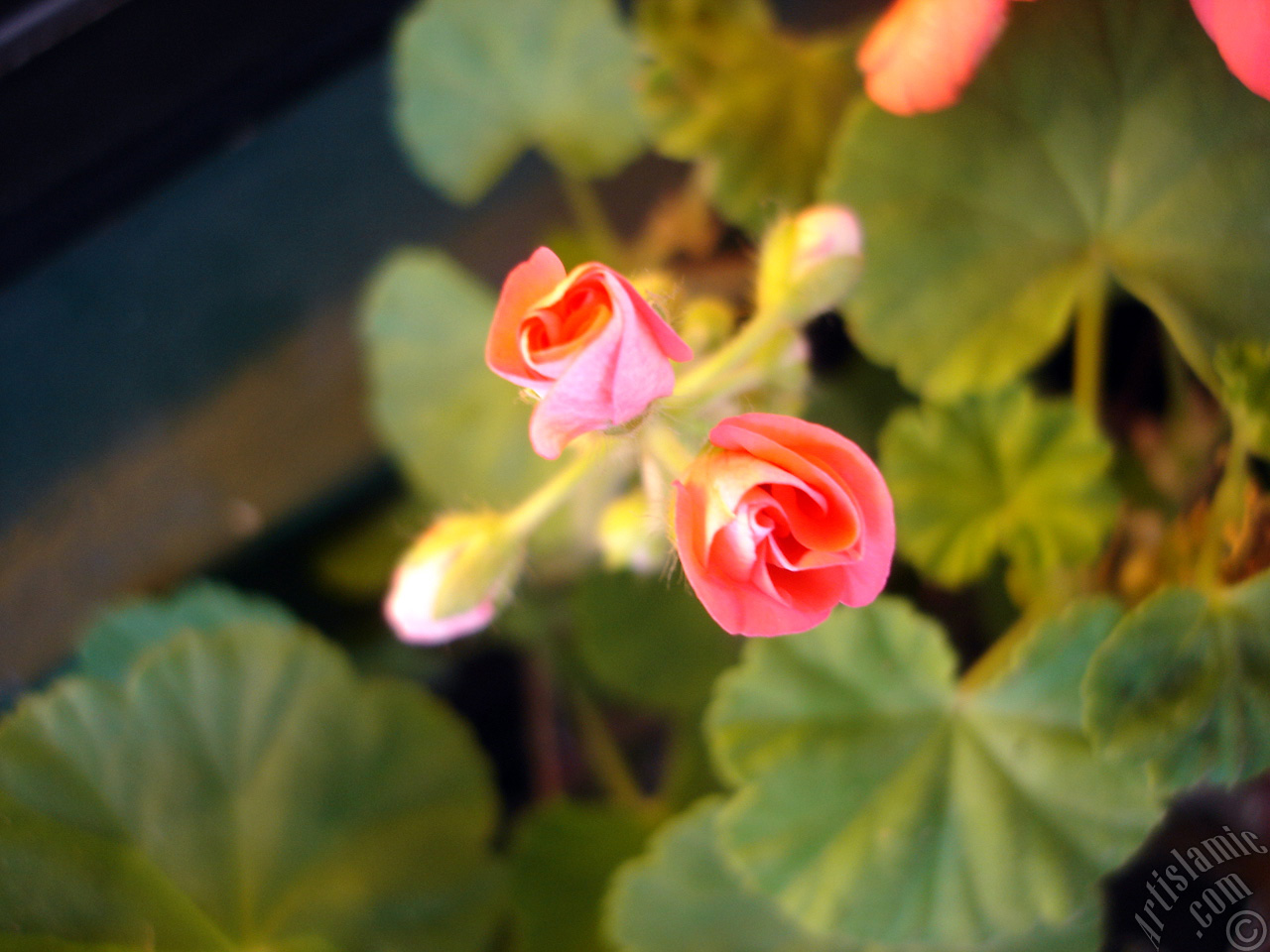 Newly coming out pink color Pelargonia -Geranium- flower.
