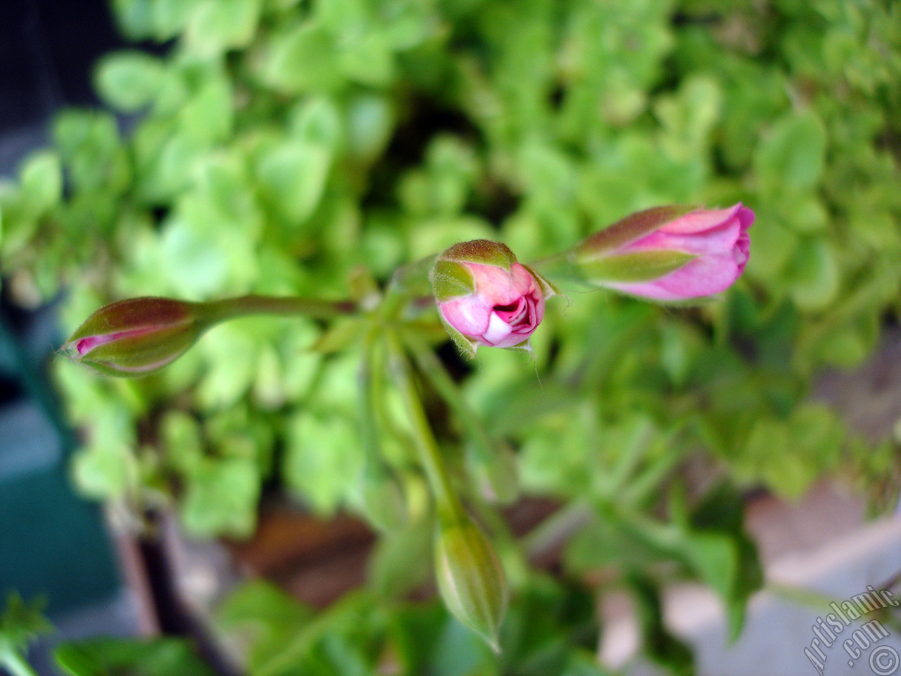 Newly coming out pink color Pelargonia -Geranium- flower.
