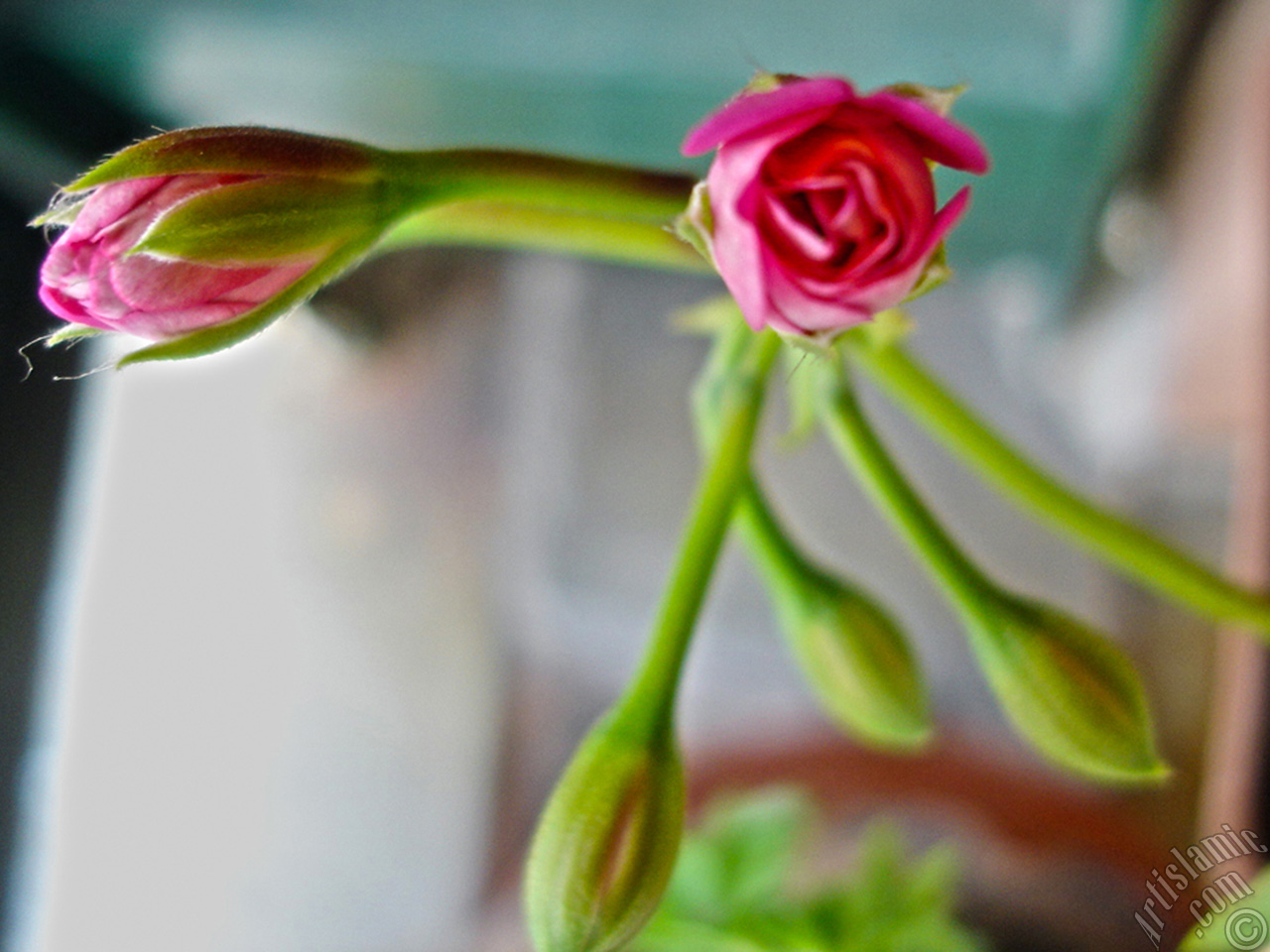 Newly coming out pink color Pelargonia -Geranium- flower.
