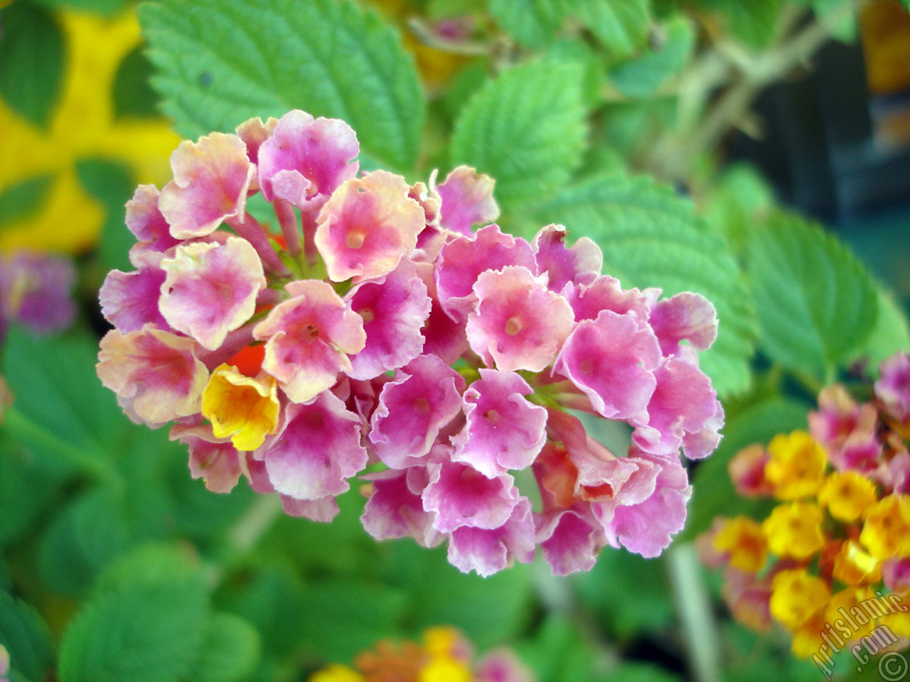 Lantana camara -bush lantana- flower.
