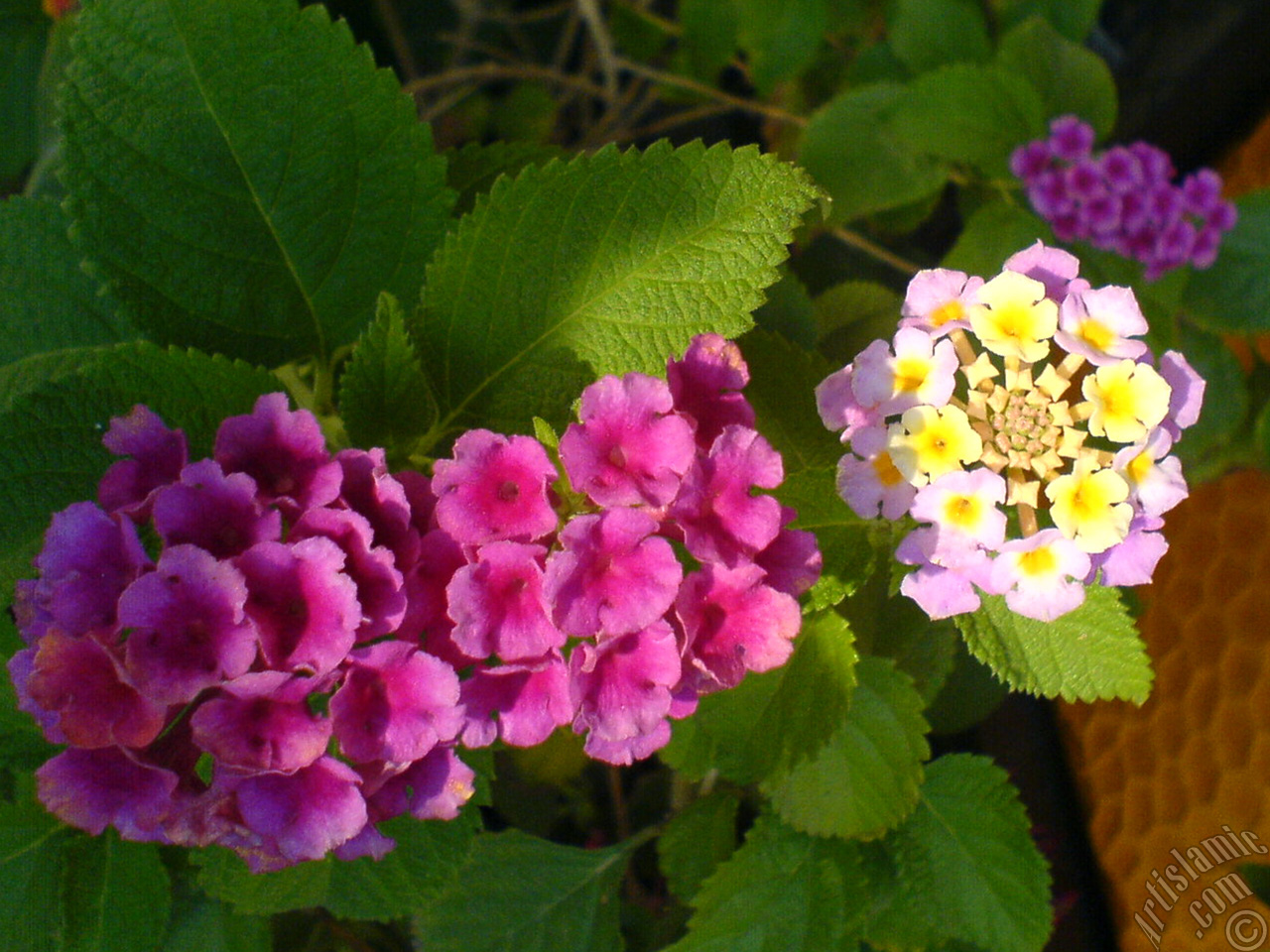 Lantana camara -bush lantana- flower.

