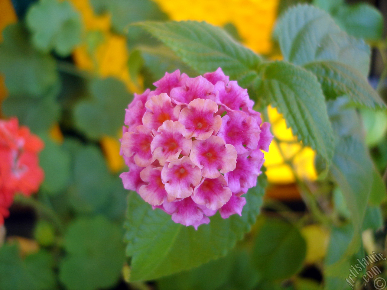 Lantana camara -bush lantana- flower.

