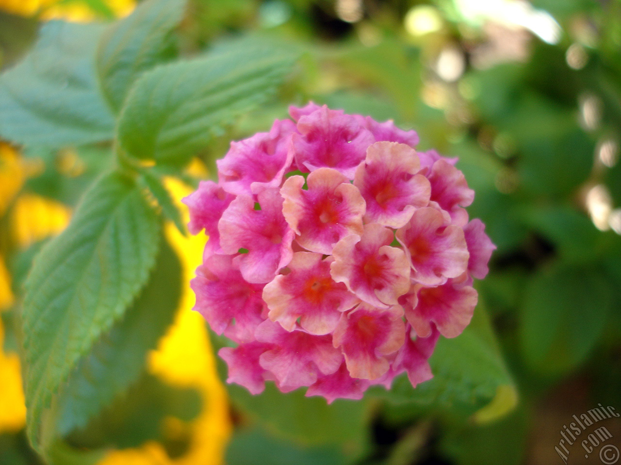 Lantana camara -bush lantana- flower.
