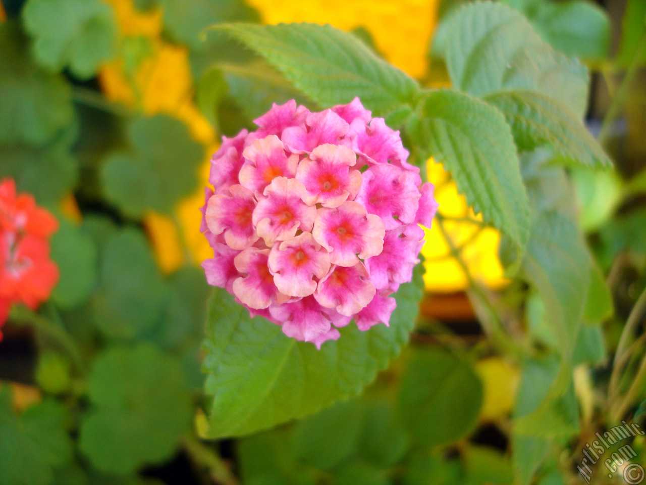 Lantana camara -bush lantana- flower.
