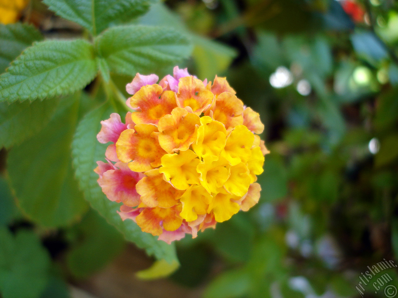 Lantana camara -bush lantana- flower.

