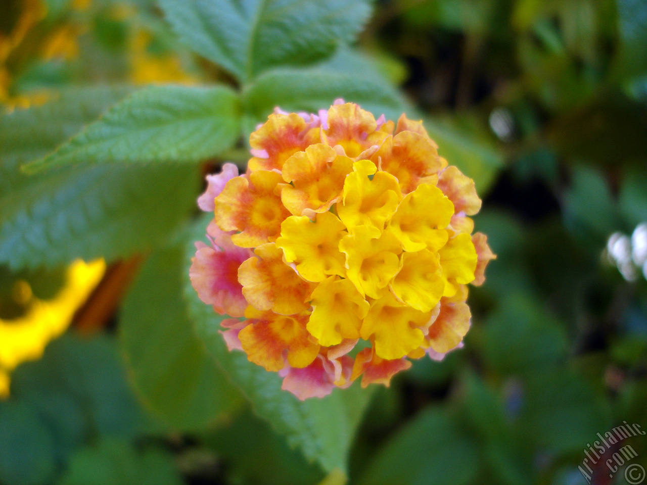 Lantana camara -bush lantana- flower.
