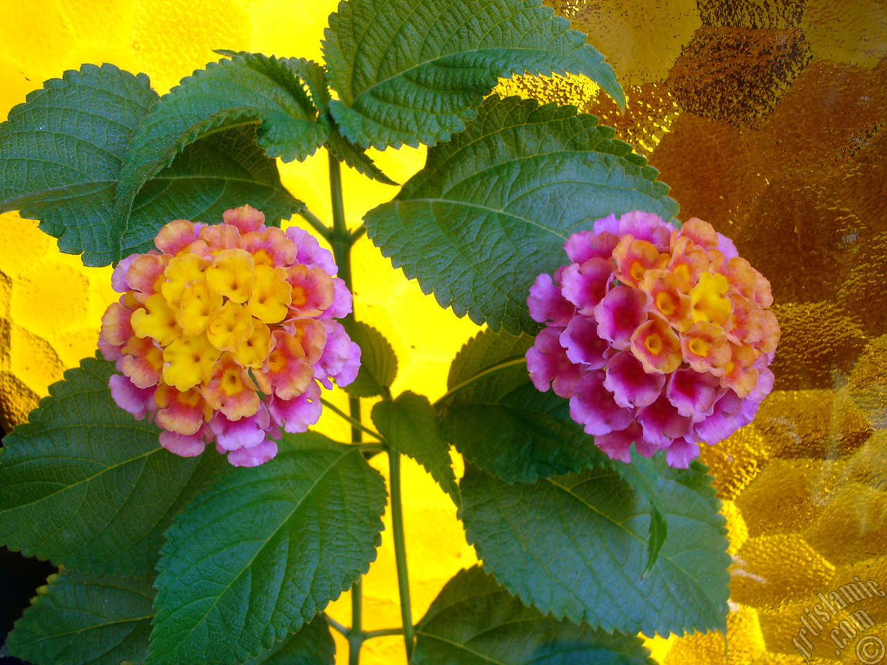 Lantana camara -bush lantana- flower.
