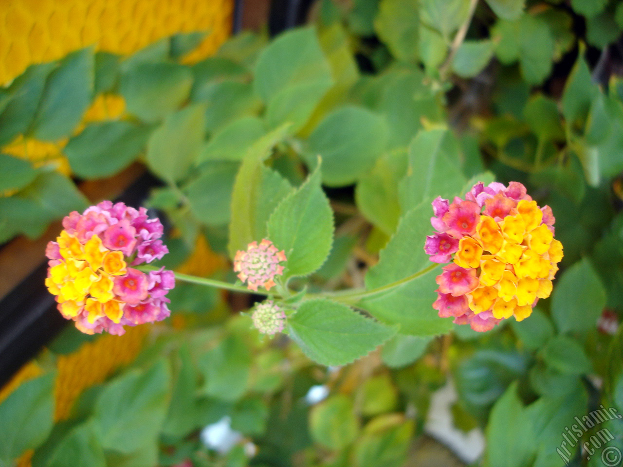Lantana camara -bush lantana- flower.
