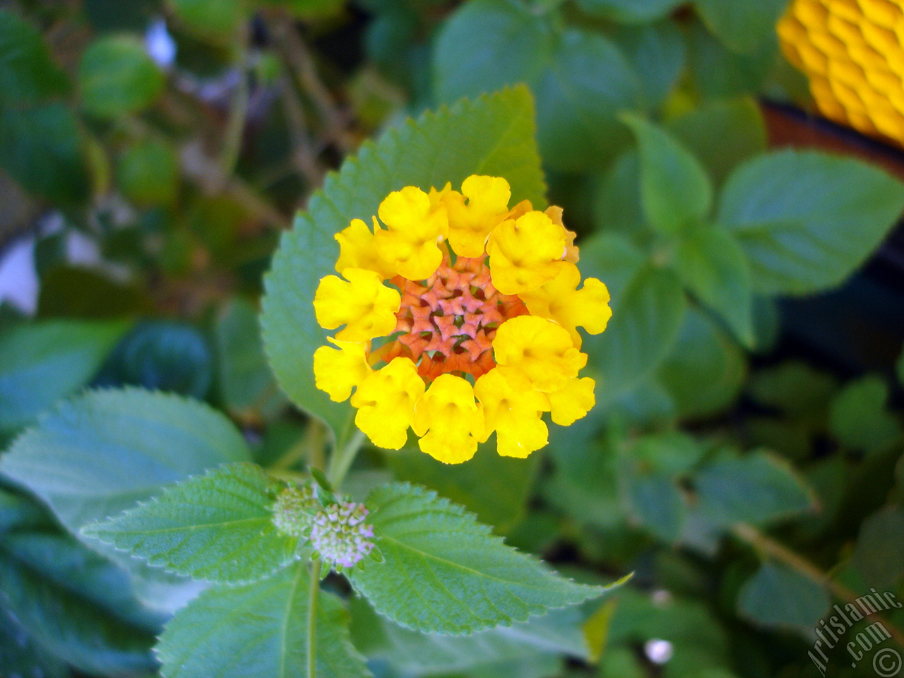 Lantana camara -bush lantana- flower.
