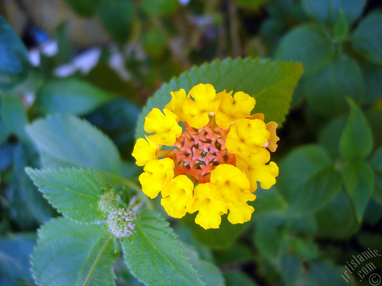 Lantana camara -bush lantana- flower.

