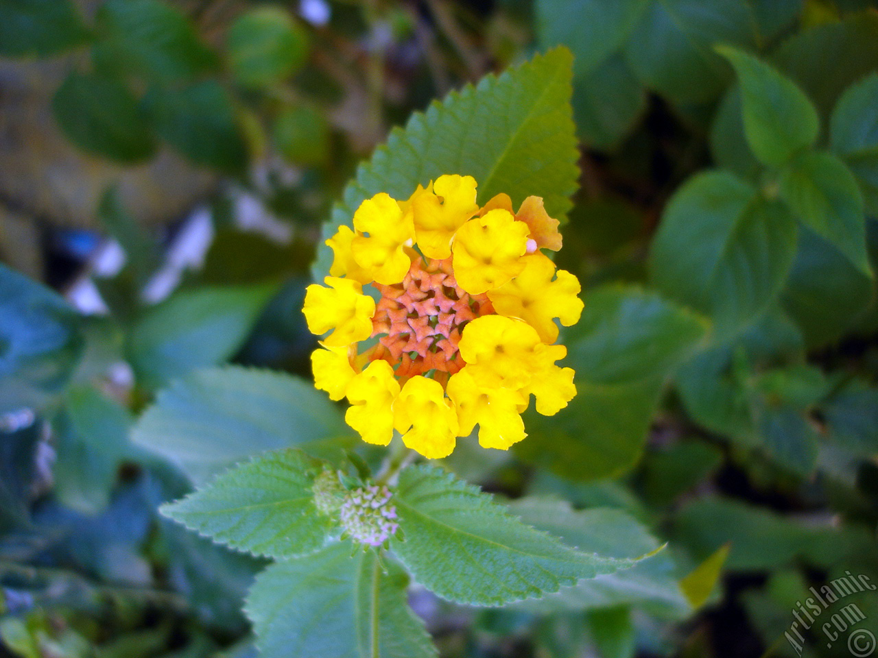 Lantana camara -bush lantana- flower.
