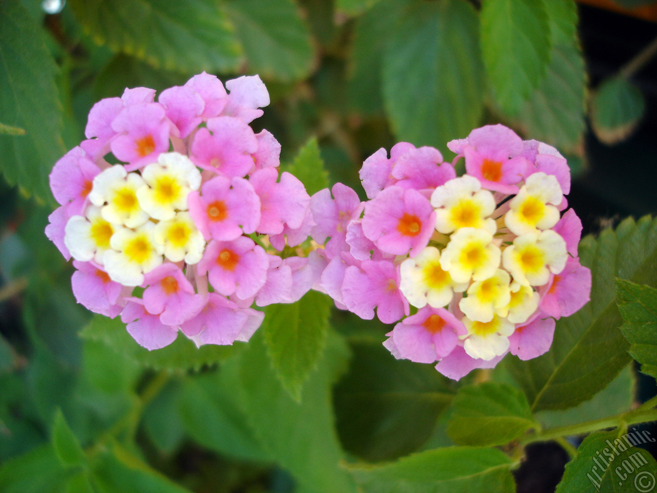 Lantana camara -bush lantana- flower.
