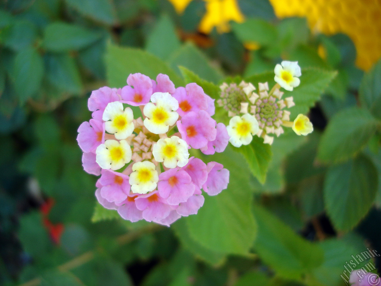 Lantana camara -bush lantana- flower.
