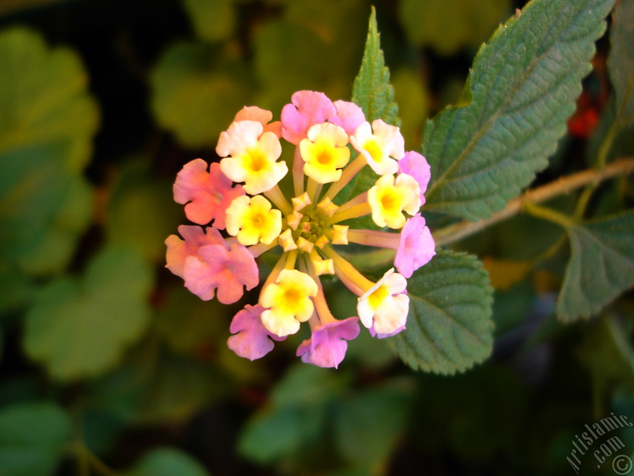 Lantana camara -bush lantana- flower.
