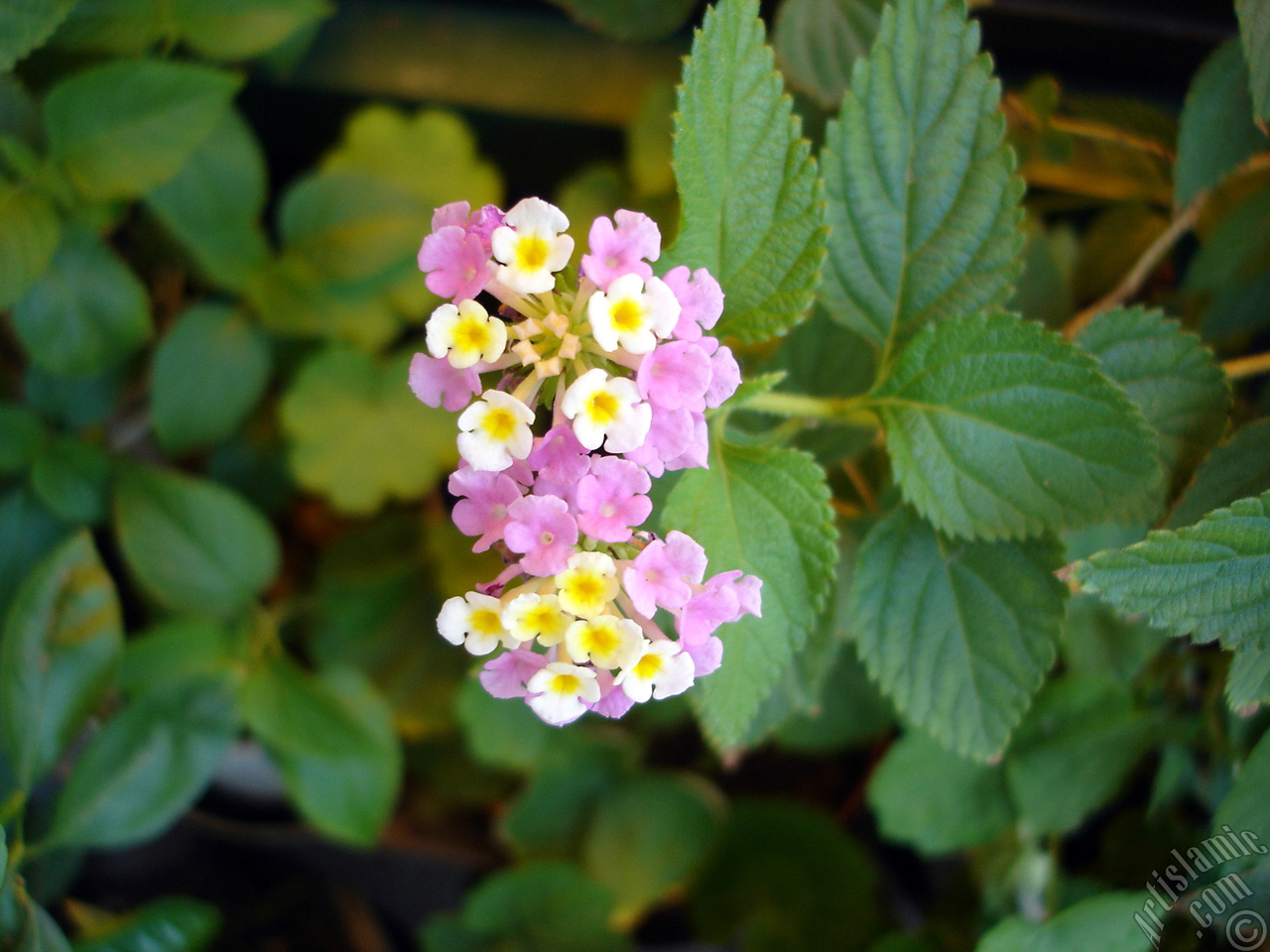 Lantana camara -bush lantana- flower.
