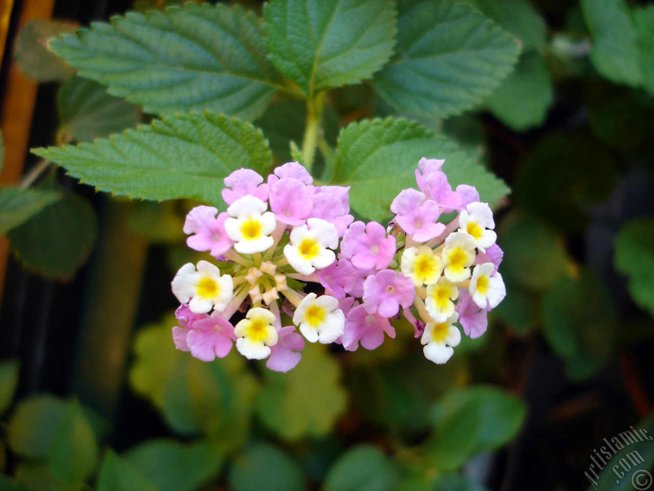 Lantana camara -bush lantana- flower.
