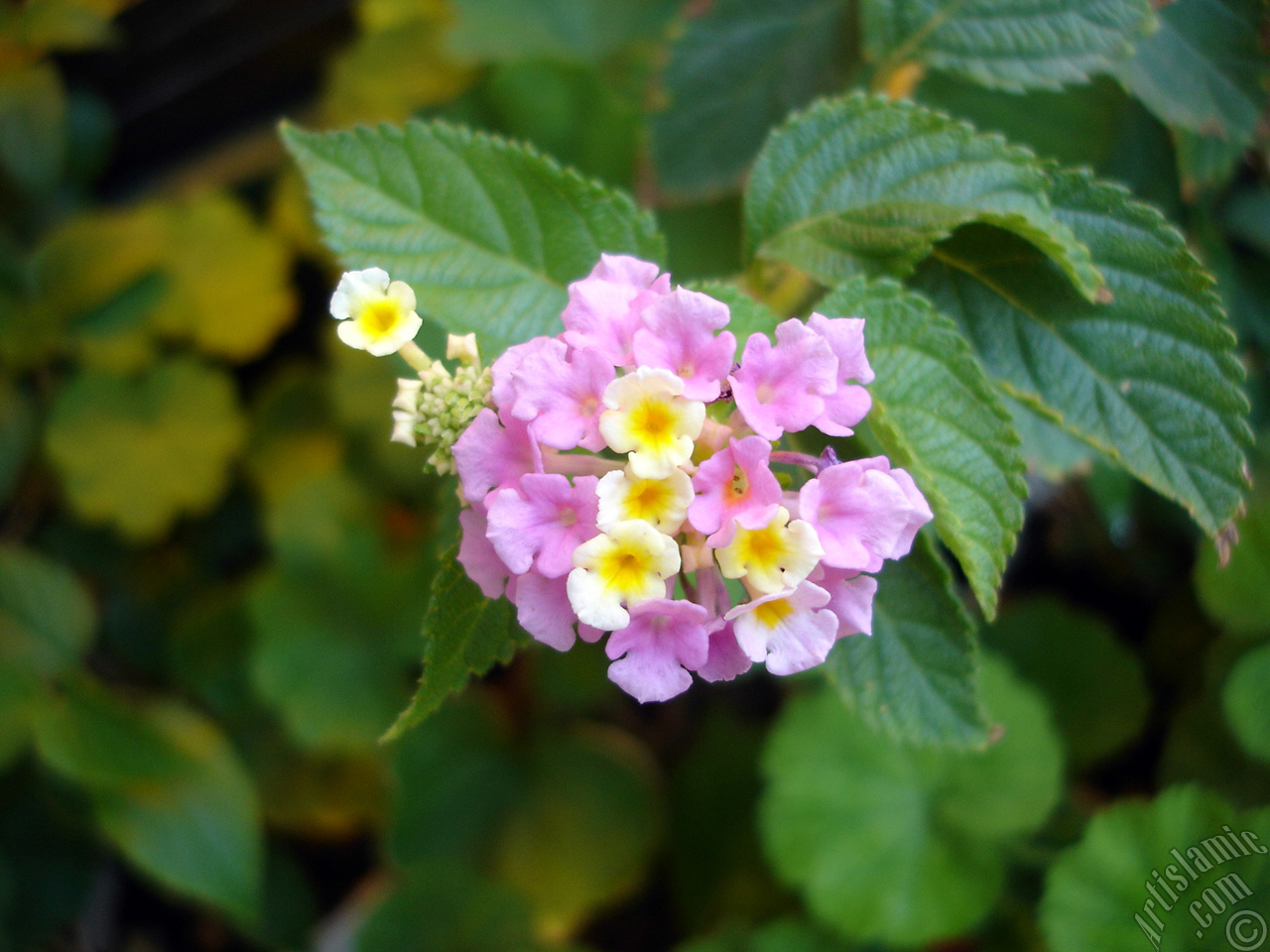 Lantana camara -bush lantana- flower.
