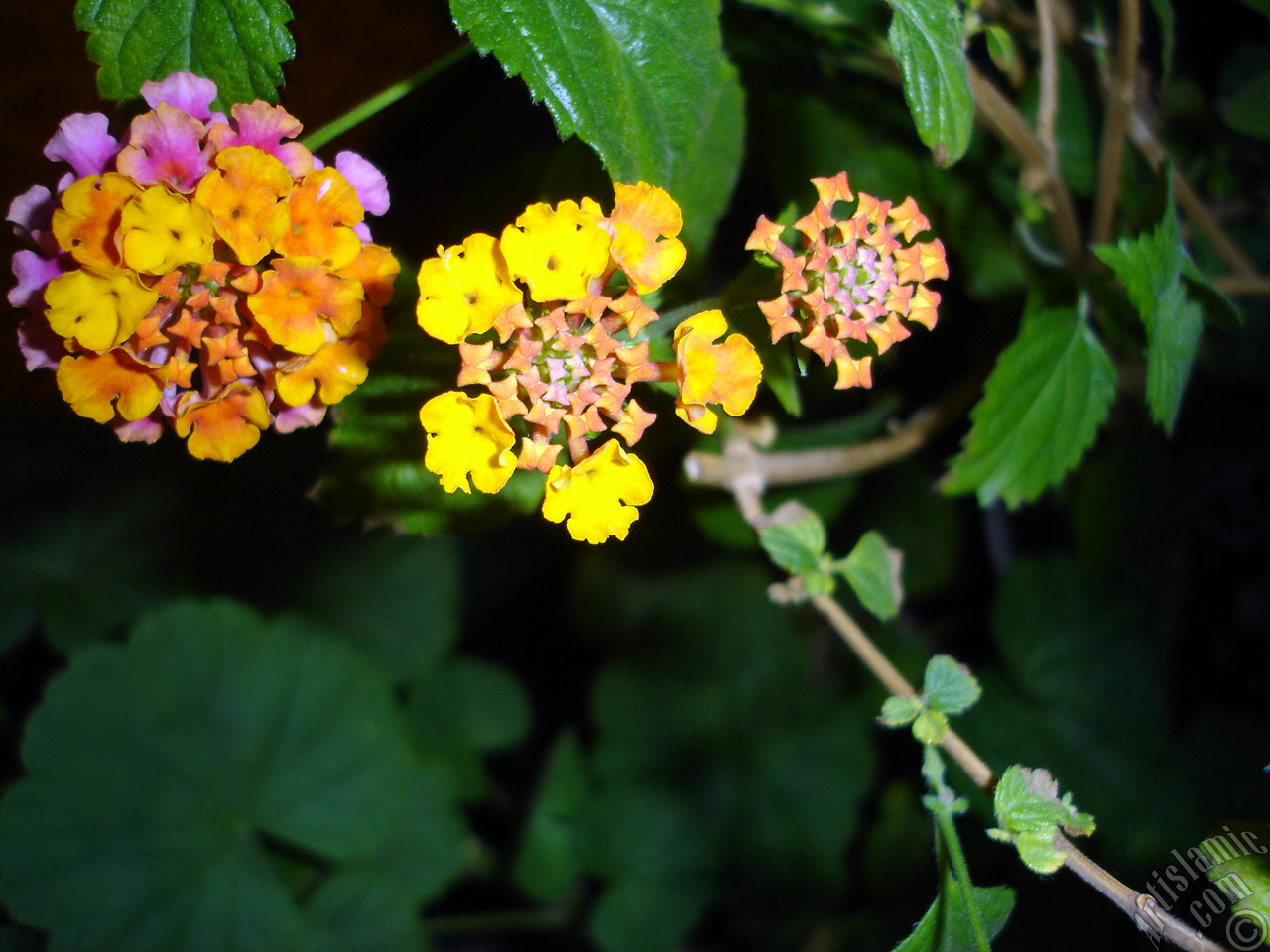 Lantana camara -bush lantana- flower.

