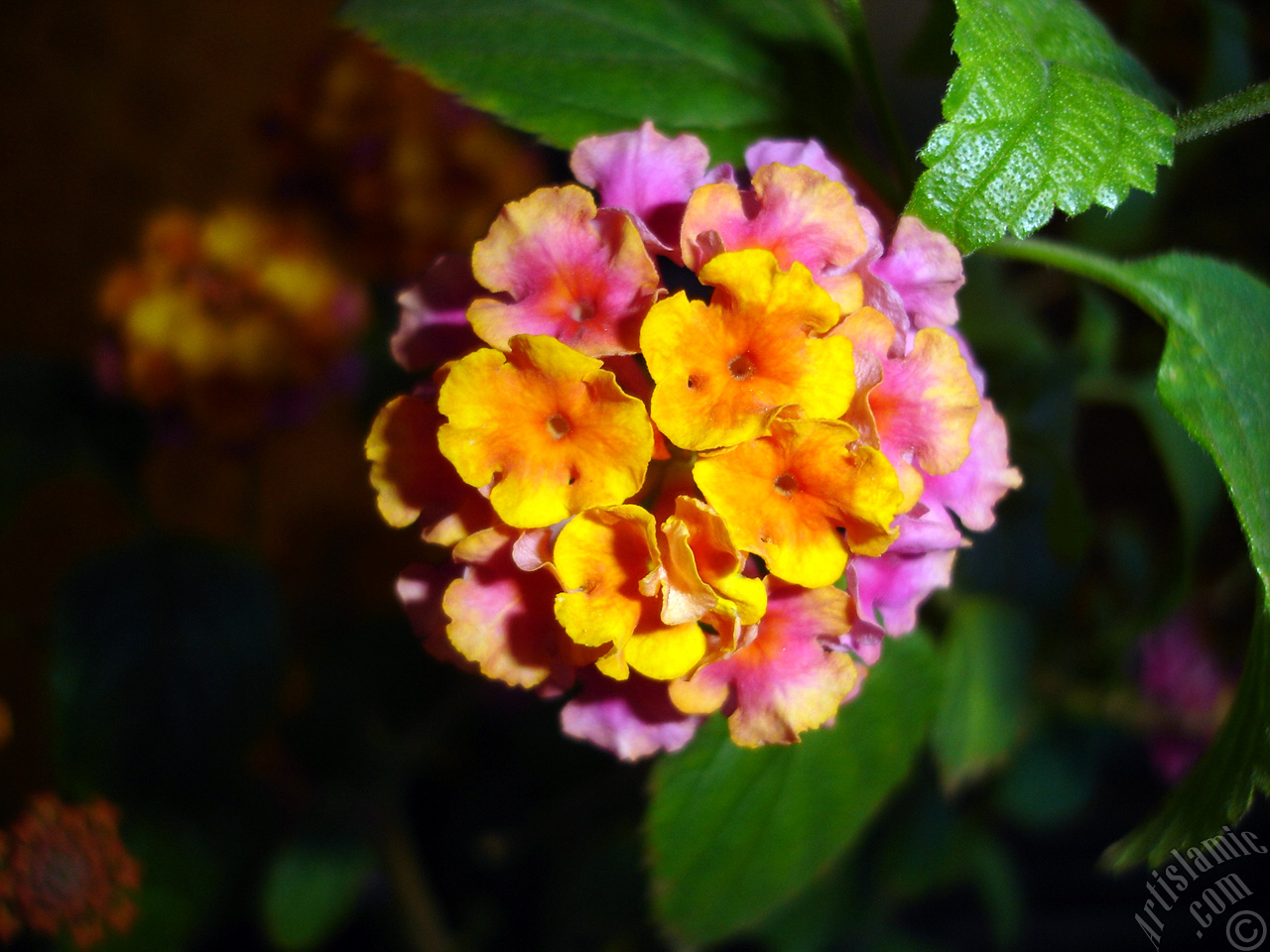 Lantana camara -bush lantana- flower.
