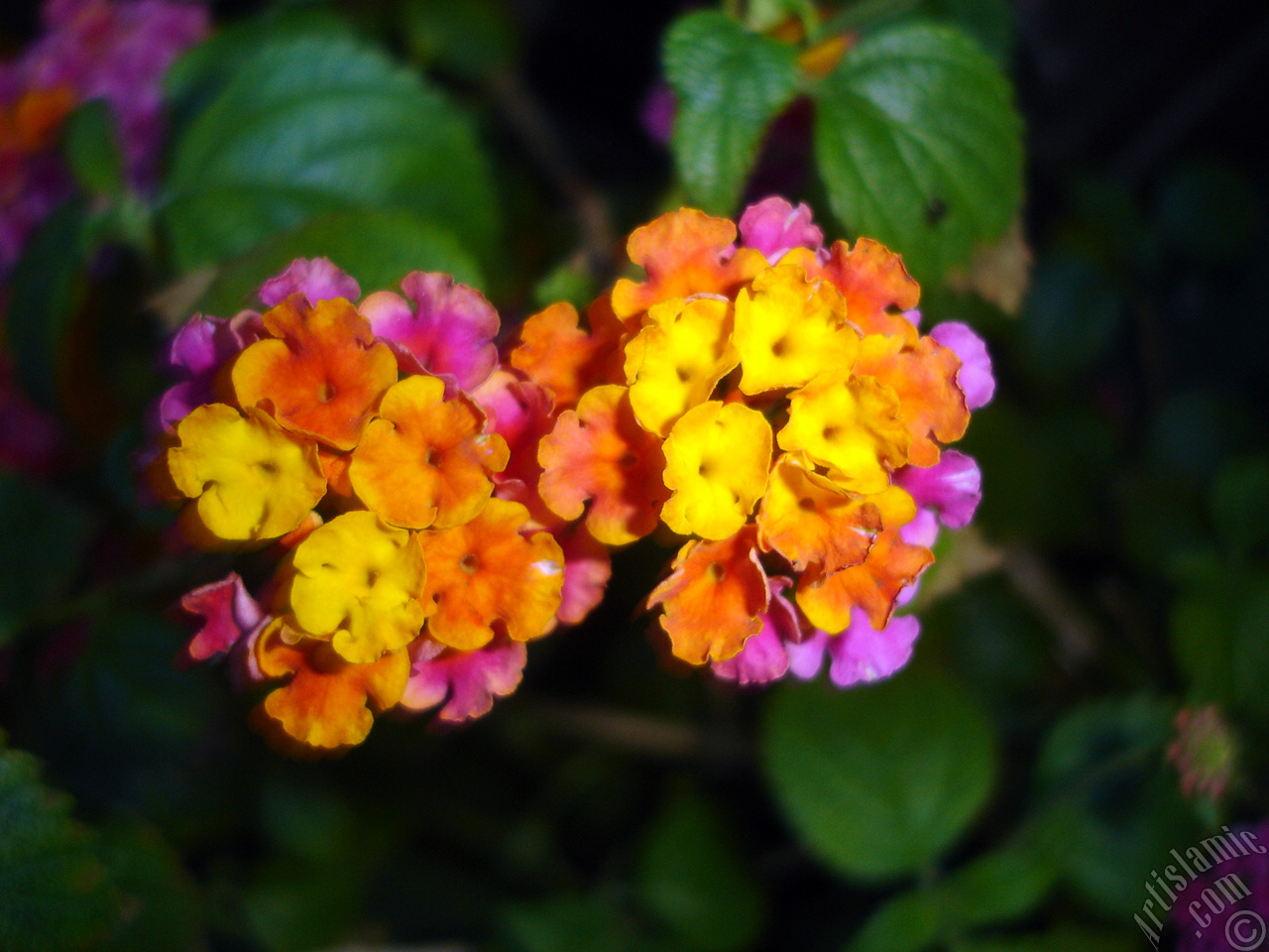 Lantana camara -bush lantana- flower.
