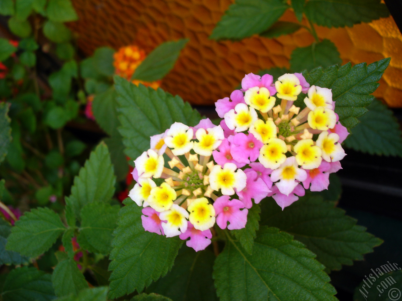 Lantana camara -bush lantana- flower.
