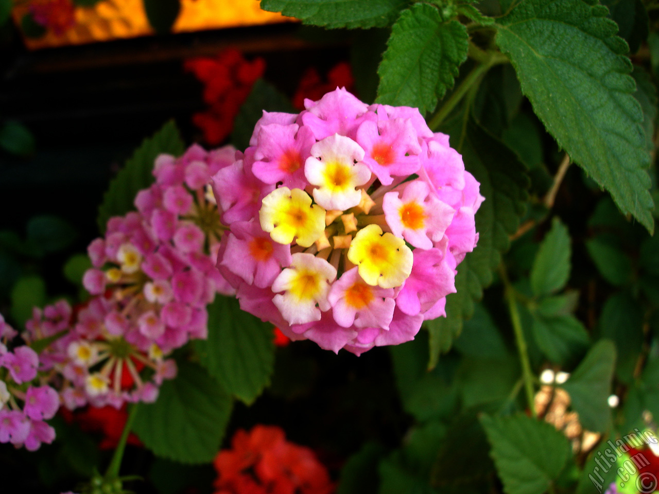 Lantana camara -bush lantana- flower.
