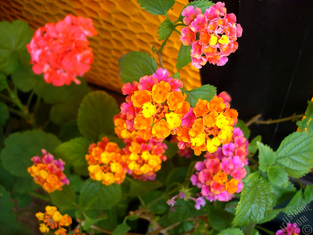 Lantana camara -bush lantana- flower.
