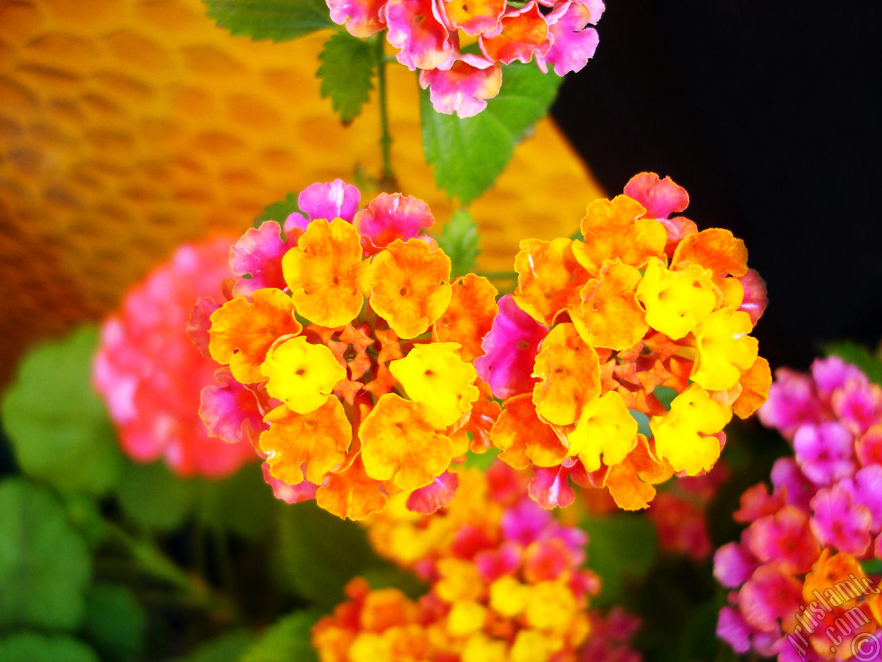 Lantana camara -bush lantana- flower.
