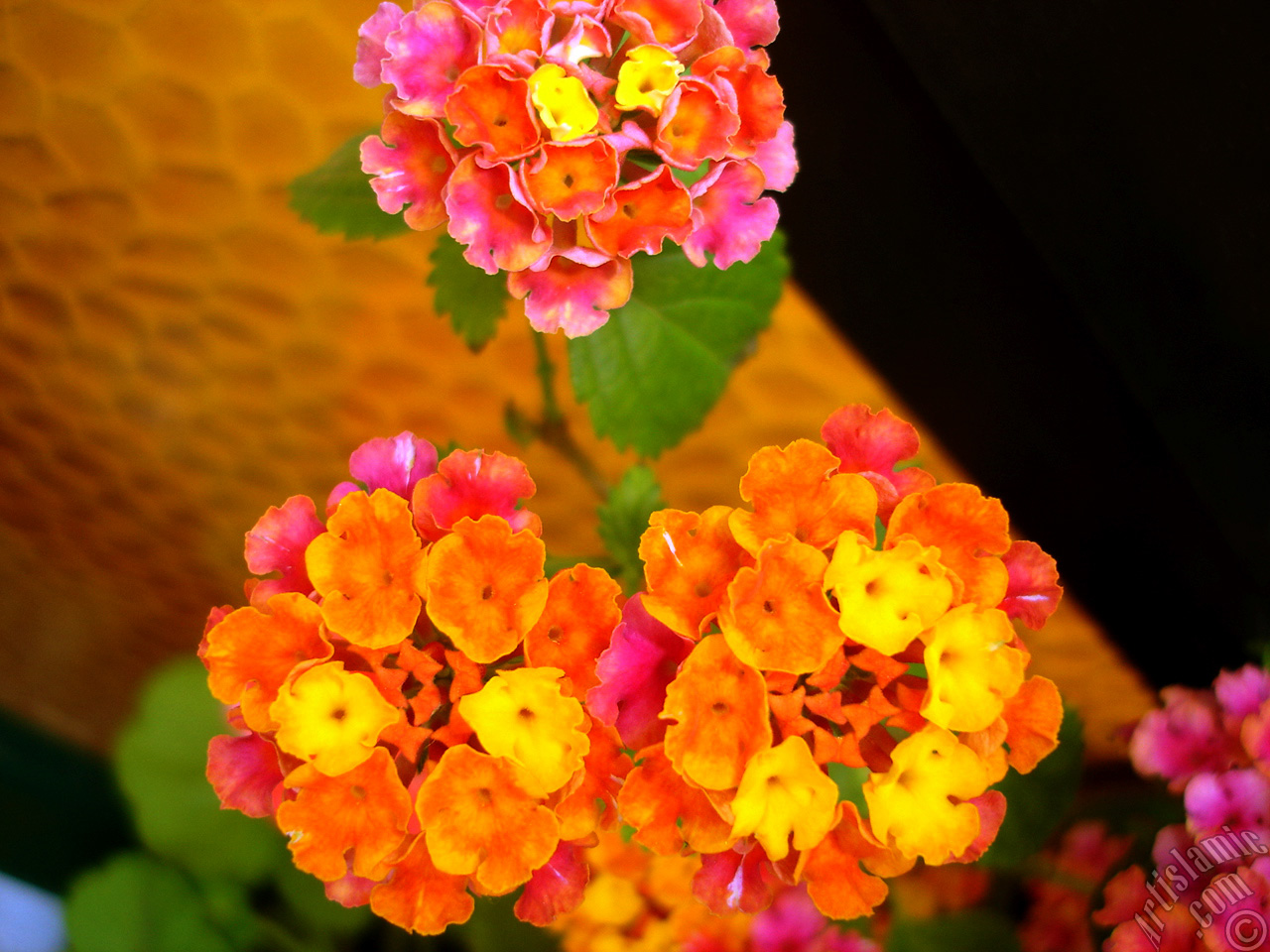 Lantana camara -bush lantana- flower.
